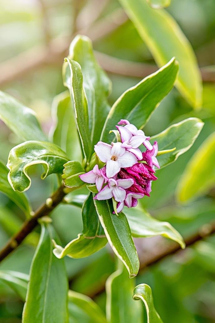 Daphne has pink star-shaped blooms, woody stems and an unmistakable lolly-sweet fragrance.