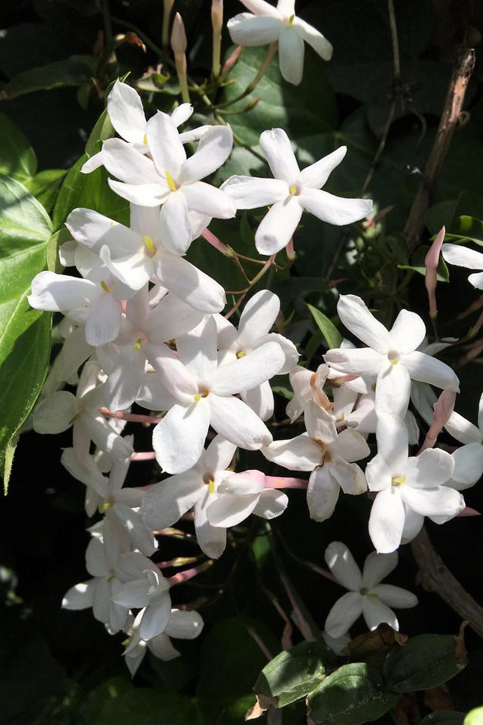 Each year, jasmine heralds the arrival of springs as it bursts into bloom.