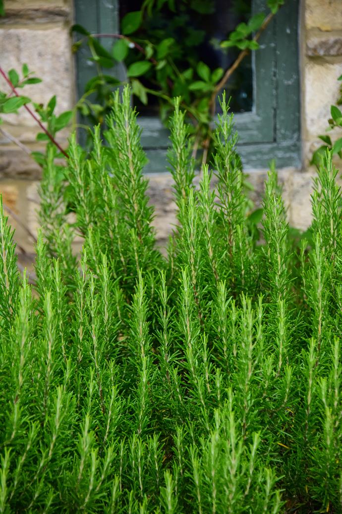 A rosemary bush in the right spot grows lush and lovely. Tell your neighbours to help themselves by snipping the tips to keep it compact.