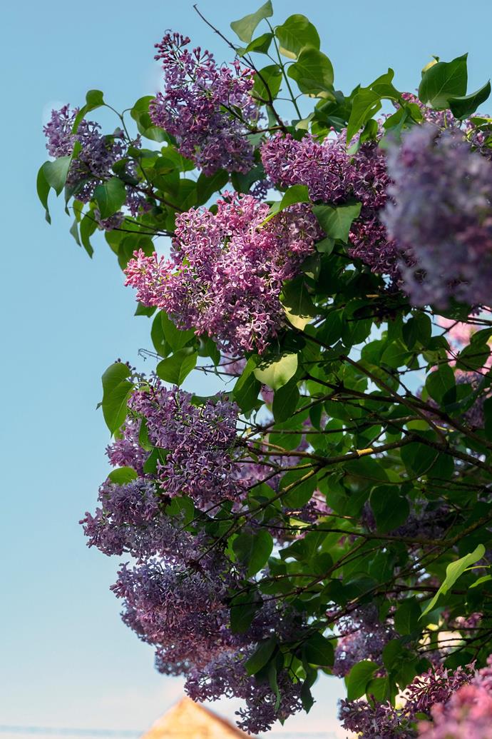 You can't beat the beauty of liliac in a cool-climate garden.