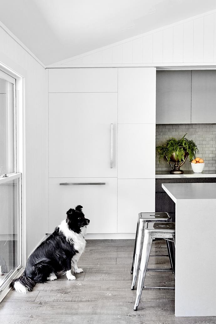 Ralph the border collie waits patiently for treats. Kitchen designed by Jo Henderson. Quantum Quartz benchtops. Splashback tiles, Amber Tiles. Main cabinetry in Dulux Natural White. Tolix Tabouret stools, Thonet. Laminate flooring, Harvey Norman.