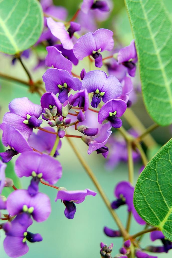 **HARDENBERGIA**<br>
Hardenbergia is a flowering native climber, aptly known as the 'happy wanderer'. Plant in well drained soil and semi shade.