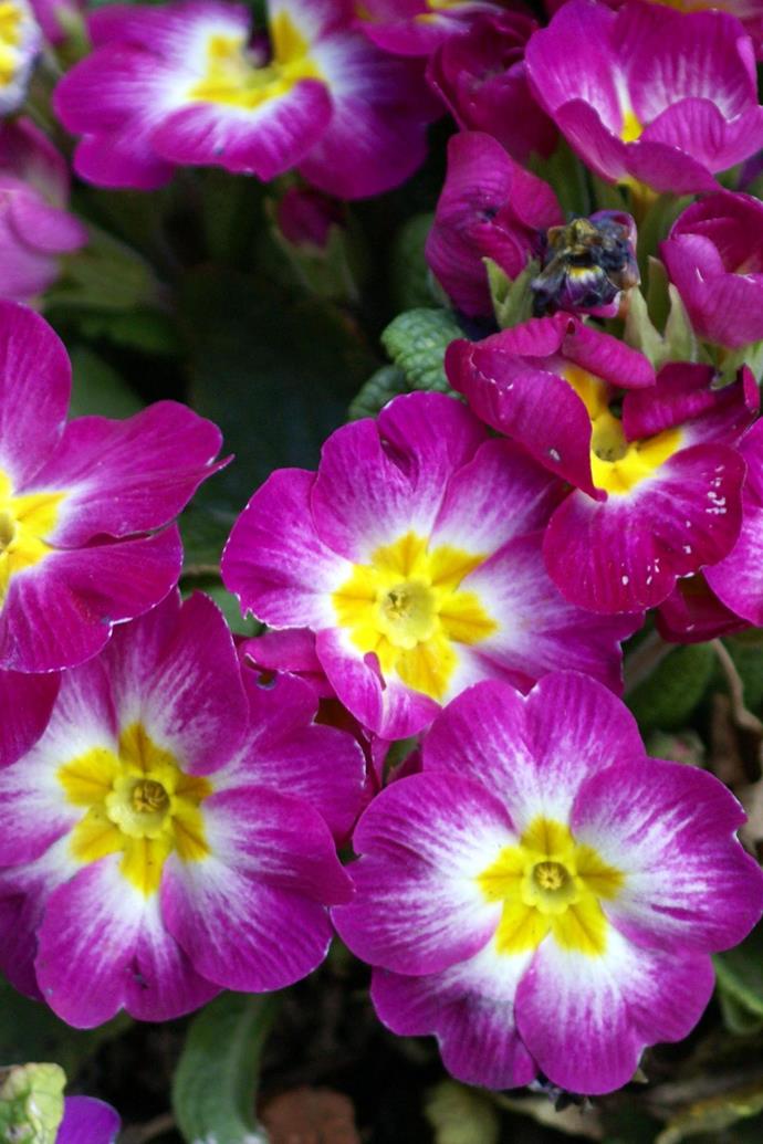 **POLYANTHUS**<br>
Give Polyanthus plenty of sunshine and it will thrive in either pots or in the garden. Water with a seaweed solution to ensure a healthy plant.