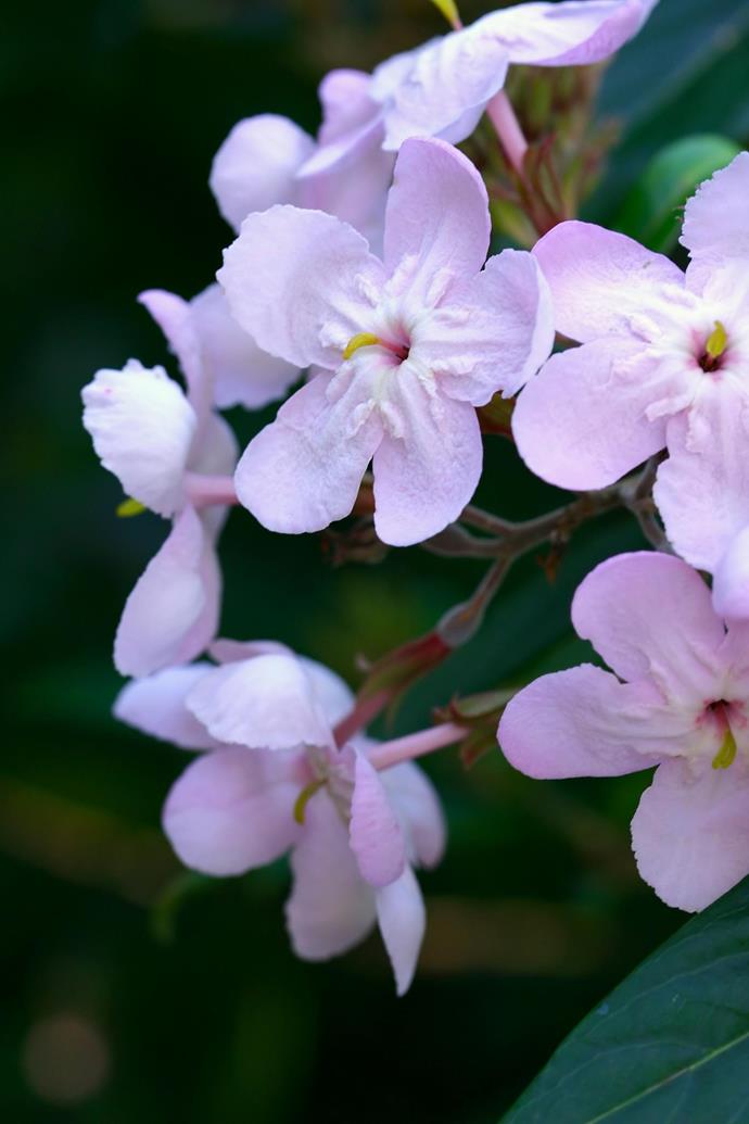 **LUCULIA**<br>
Luculia can be temperamental and hard to establish, but once it settles in, it makes a [superb shrub](https://www.homestolove.com.au/flowering-shrubs-3142|target="_blank") with generous trusses of slender-tubed, rosy pink flowers with the most powerful perfume.