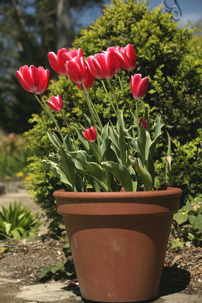 Plant spring bulbs in pots to have a burst of spring colour anywhere in the garden.