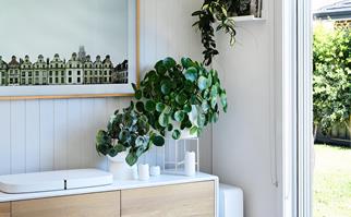 How to care for indoor plants 