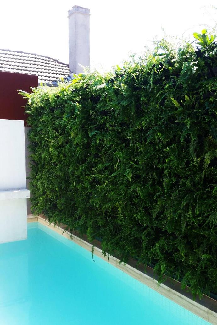 This hard-to-reach wall is brought to life by a lush vertical garden with planting of predominantly ferns.