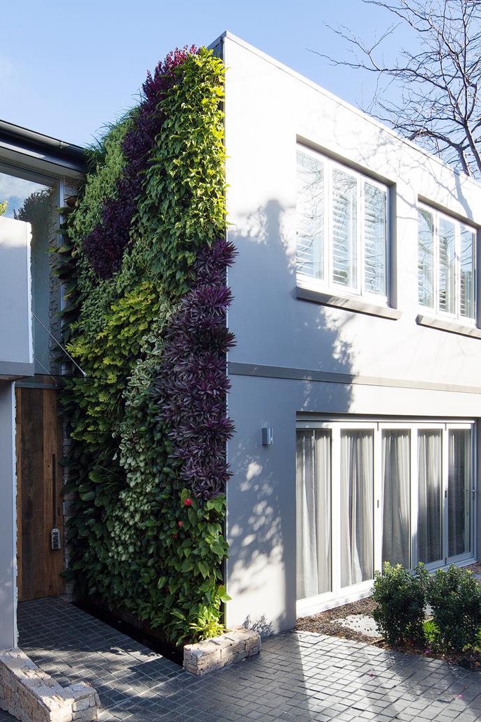 This stunning entrance is enlivened by a lush vertical garden that mixes colour and texture in a variety of plants.