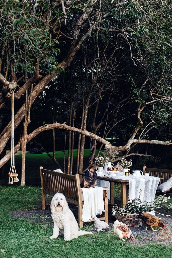 Dachshund Boadicea poses with golden labradoodle Nala as the chickens forage in the garden at [Sinclairs of Berry](https://www.homestolove.com.au/sinclairs-of-berry-nsw-farmstay-23113|target="_blank"), a light-filled cottage in the heart of historic Berry.