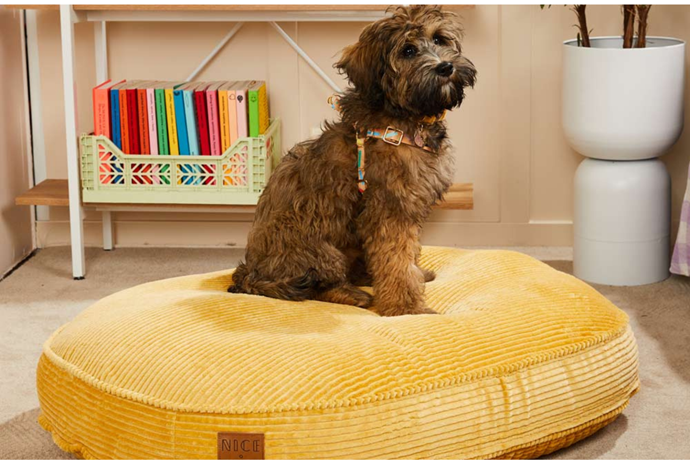 Jumbo Cord Dog Bed in Butter, $229, [Nice Digs](https://www.nicedigs.com.au/|target="_blank"|Rel="nofollow").