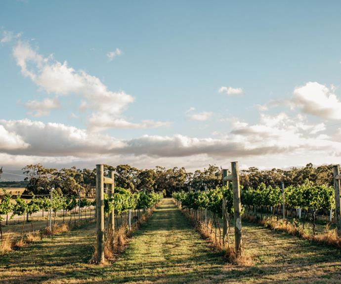 Owned by Will and Kath, boutique Paramoor Winery favours quality over quantity.