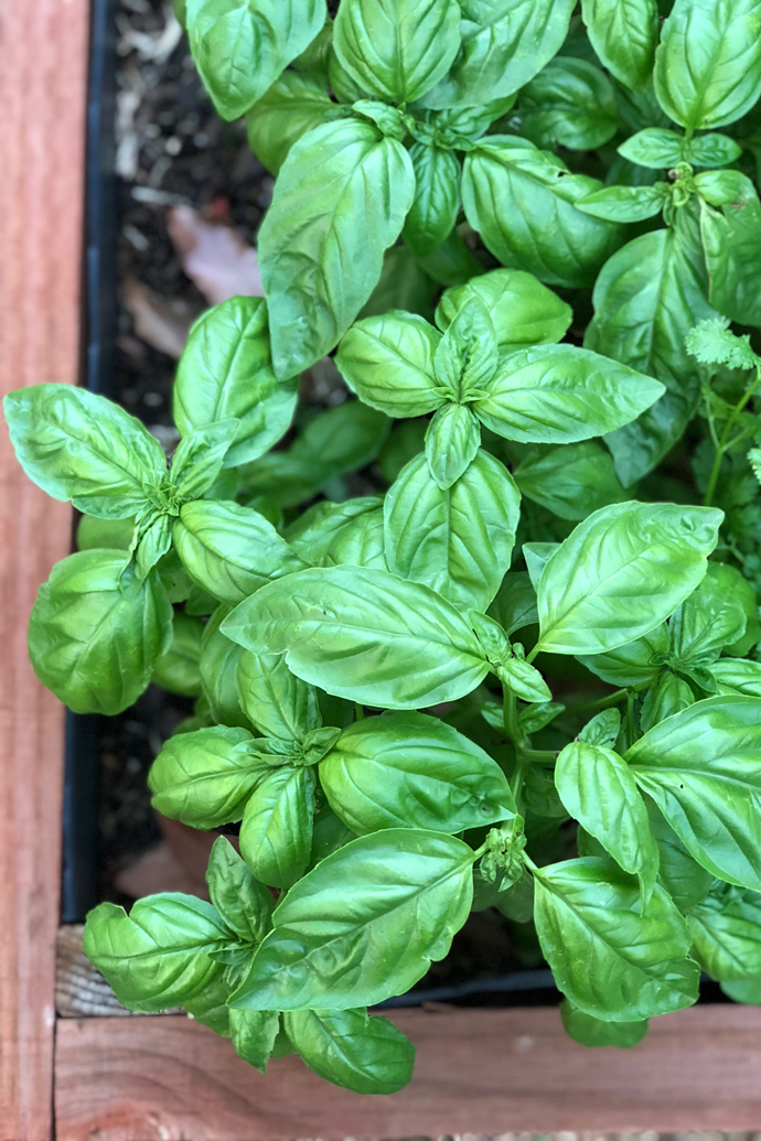 Plant your basil in a sunny spot with well-draining soil for best results.