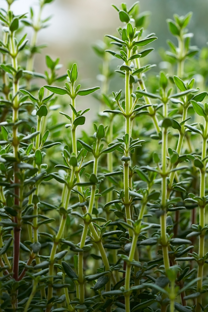 Thyme's uses extend beyong the culinary realm – in fact, it works incredibly well as a garden groundcover.
