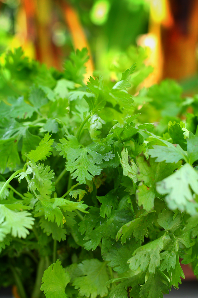 Though a controversial herb, those who love coriander will be pleased to discover it's incredibly easy to grow.