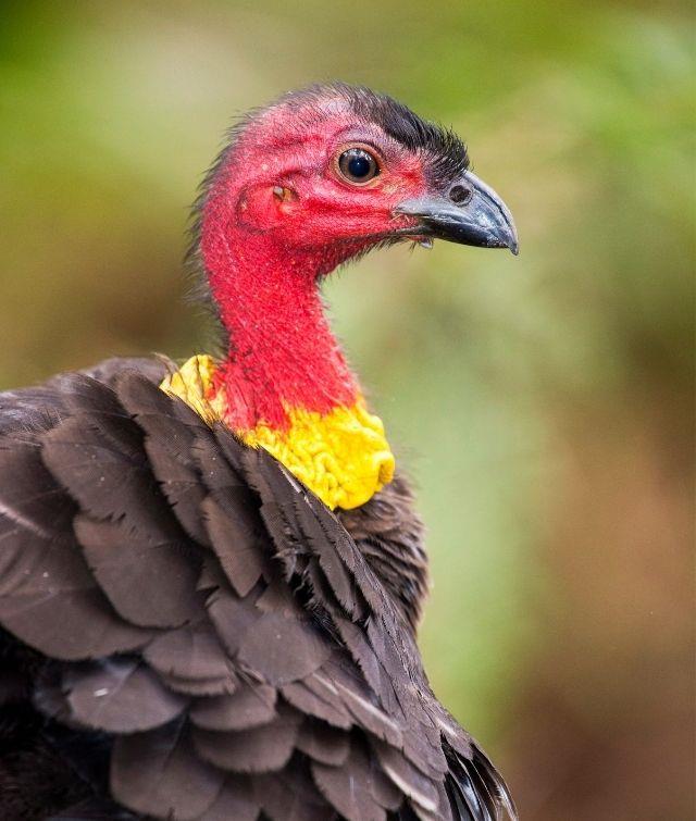 The brush turkey's ancient relatives were probably four times the size of the ones we find scrabbling in our yards today - weighing around 8 kilograms, according to Flinders University. They may have coexisted with Indigenous Australians 50,000 years ago.