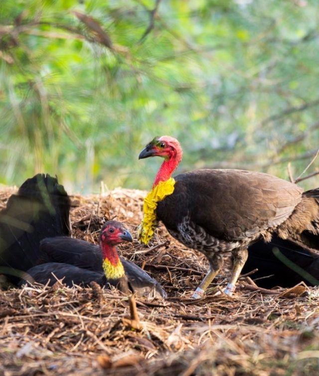 The male brush turkey's responsible for building and maintaining the incubation mound, as well as keeping the eggs warm till they hatch. Once mound building starts, the brush turkey is very committed to that locale - so if you don't want one in your garden, you should nip it in the bud.