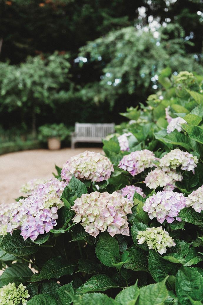 The [hydrangeas](https://www.homestolove.com.au/grow-hydrangea-tips-22201|target="_blank") came from Emily's grandmother. "She passed away a year ago... I love sitting here and having that connection with her," she says.