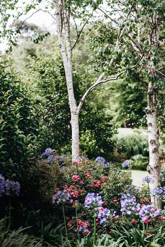 **COLOUR POPS** Bush roses and agapanthus in front of silver birch trees add a dash of colour in an intentionally subdued palette. "We stuck to a small variety of plants, which is more Mel's design side of things," says Tom. "She'll be the first to say, 'Don't try and have everything in the garden. Stick with a few varieties and replicate them en masse' – and that's what we've done." 