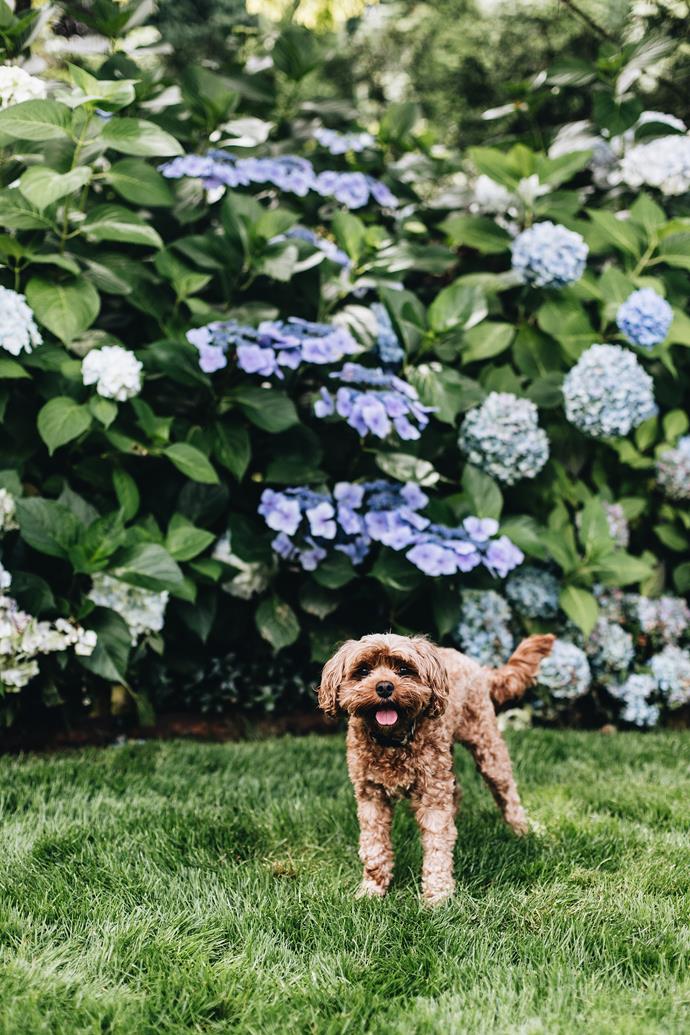 Toy cavoodle Ruby poses in front of Hydrangea macrophylla.
