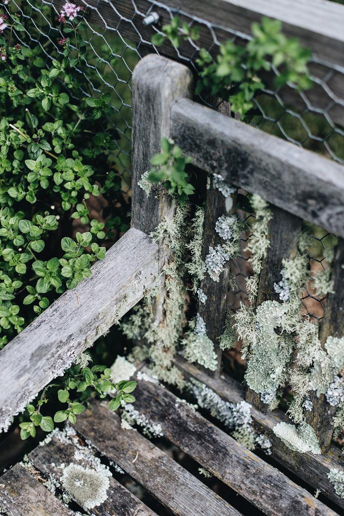 A lichen-covered seat is an evocative touch around a London plane tree.