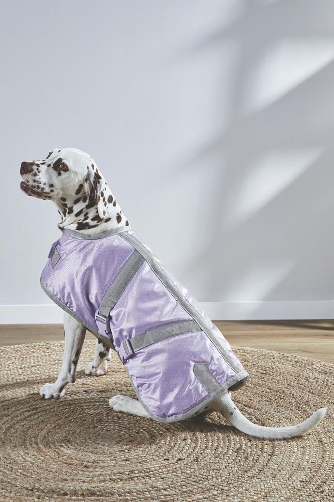 **Dog jacket, from $12.99** 
With all this rain we've been having, it's about time you purchased your dog a jacket to wear on walks in less-than-ideal weather.