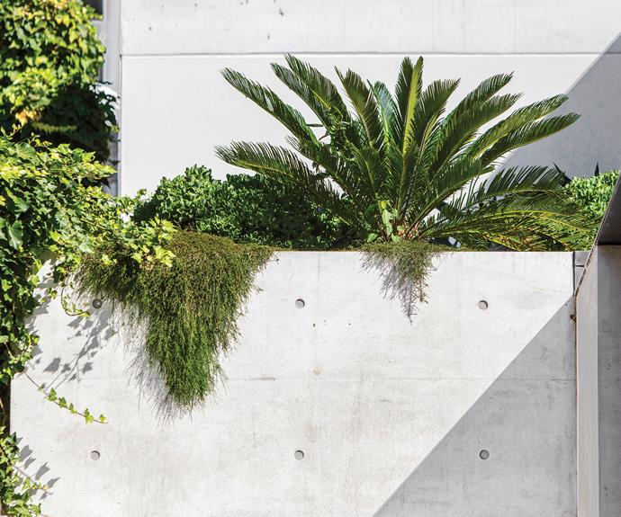 The roof garden features shallow-rooted, [drought-tolerant plants](https://www.homestolove.com.au/hardy-plants-20552|target="_blank"), including cycads (Cycas revoluta) and ripple jade (Crassula arborescens undulatifolia). Cascading down a wall of off-form concrete is Casuarina glauca 'Kattang Carpet'.