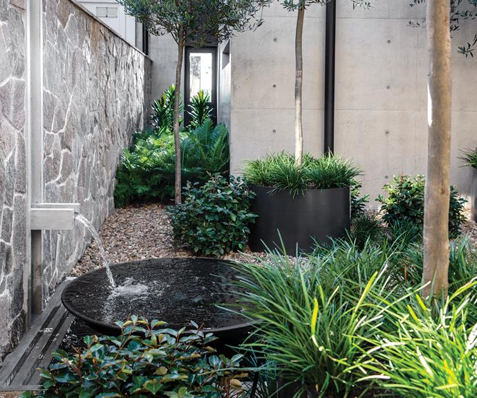 The central courtyard breathes light and air into the bedrooms and a walkway at the rear of the home. Liriope muscari 'Just Right' grass sits in custom cylindrical planters while thorny olive, Blechnum gibbum 'Silver Lady' ferns and Cordyline fruticosa 'Glauca' plants occupy ground level. Architect Daniel Boddam designed the wall-mounted water feature.