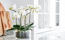 A step-by-step guide to repotting an orchid