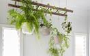 10 of the best air-purifying plants