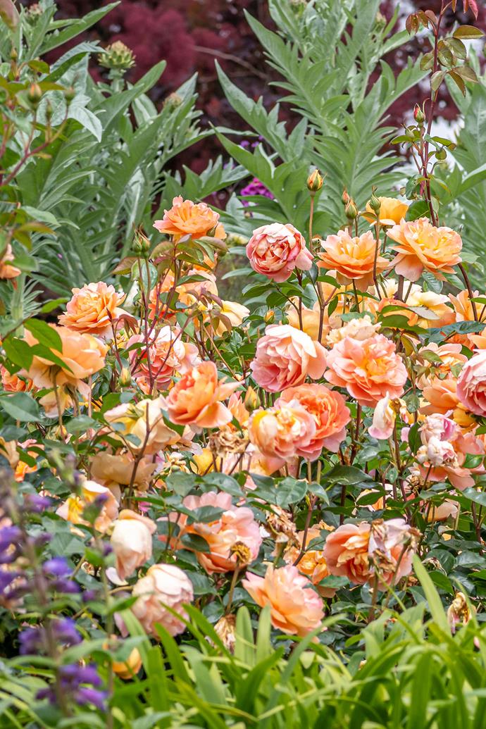 A mass of apricot-toned 'Pat Austin' roses.