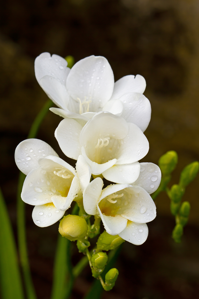 **Freesia**<br> 
The humble Freesia seems to sing spring (even when we're almost in winter!) With sweet green buds residing on one side of its slender stem, the freesia has a heavenly scent. It'll add sweetness to any bouquet, especially paired with Sweet Peas and other cottage-style blooms.
