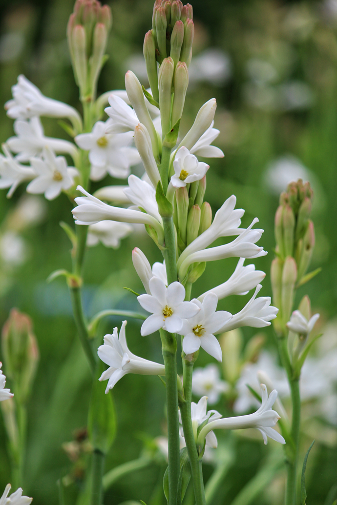 **Tuberose**<br> 
Pluck the tuberose's individual white florets (which grow all the way up the stem) to tuck into the bride's hair, or attach to the groom's buttonholes. It's also a guarantee you'll smell swell: for centuries, the tuberose has been the base note for many floral perfumes.