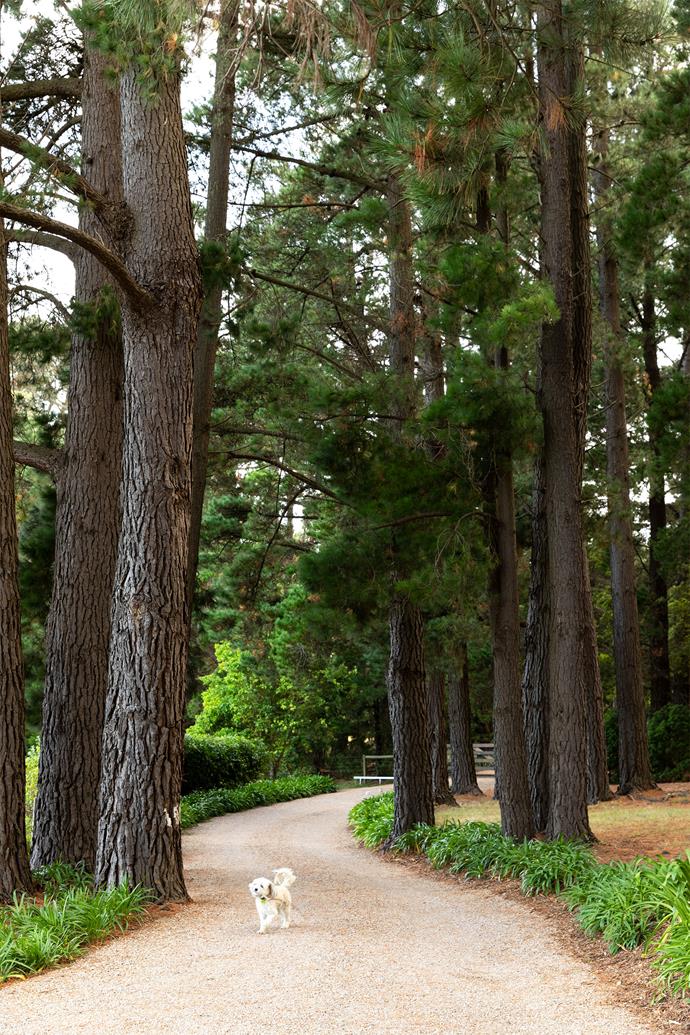 A mature stand of radiata pine flank the driveway.