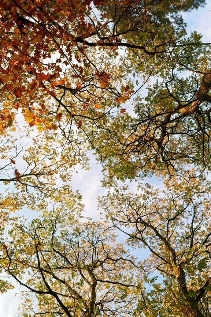 Oak trees can grow up to 12 metres high, with a canopy spanning 21 metres wide.