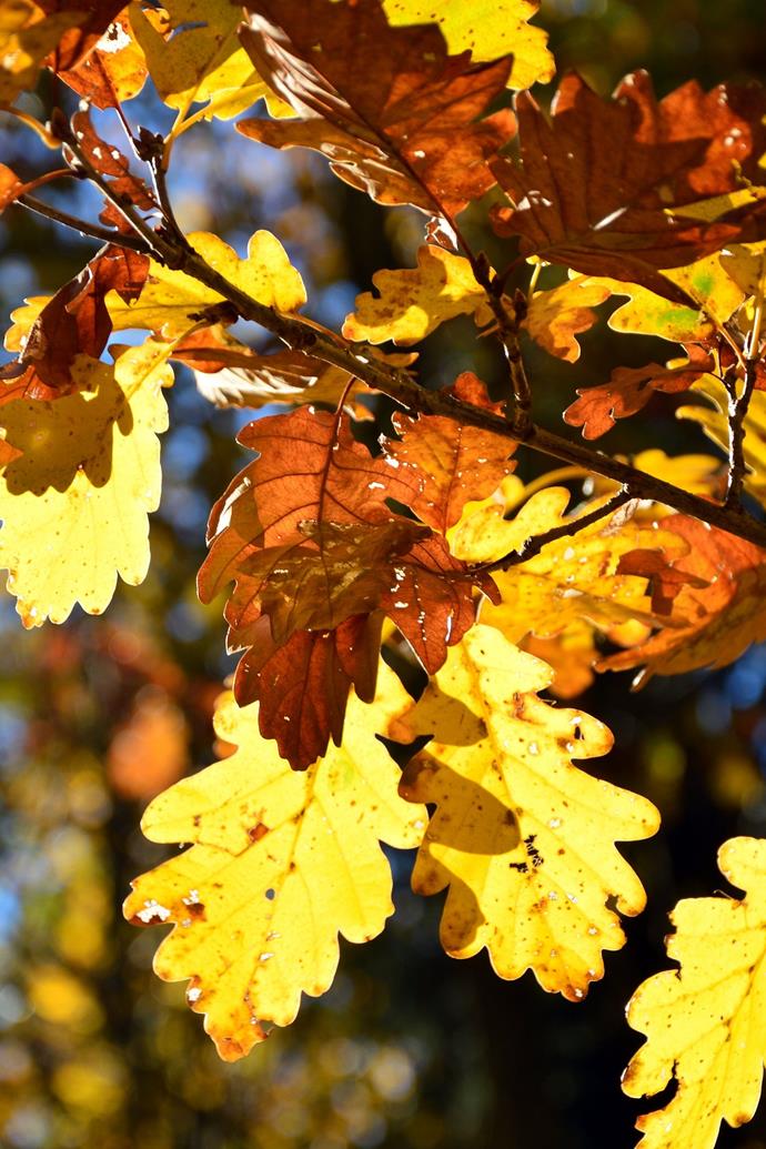 The beautiful colours of the English Oak tree in Autumn.