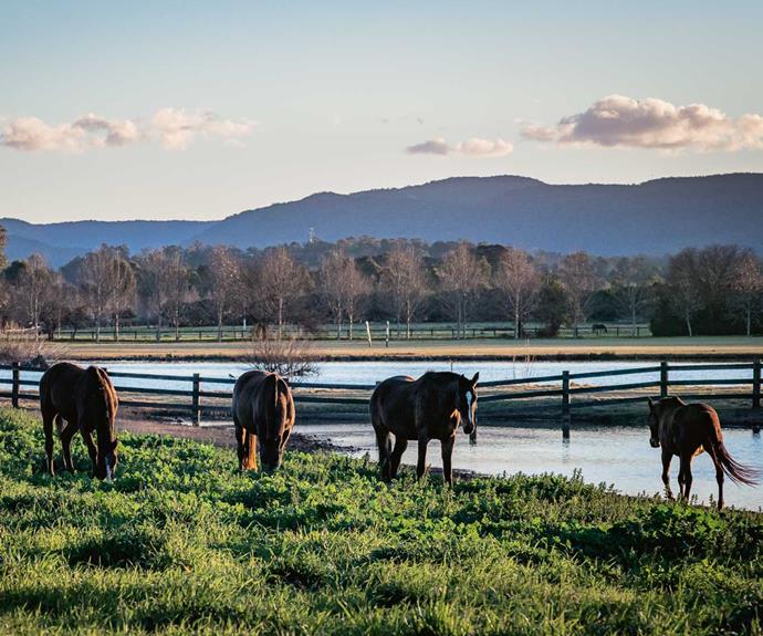 Horses enjoy the good life on the lowlands beside the [Hawkesbury River](https://www.homestolove.com.au/a-converted-19th-century-church-on-the-hawksberry-river-5132|target="_blank") in Richmond.