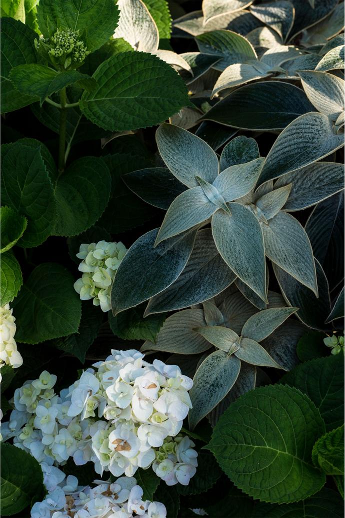 [This lushly layered garden](https://www.homestolove.com.au/layered-formal-garden-stark-design-23765|target="_blank") features Mophead hydrangea (*Hydrangea macrophylla* 'White Lace Cap') and Persian Shield (*Strobilanthes gossypinus*).
