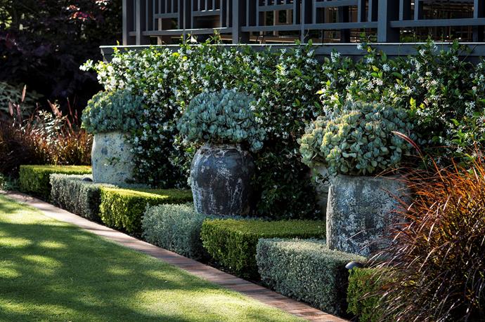 Manicured clumps of alternating coastal rosemary (Westringia fruticosa 'Smokey') and Japanese box (Buxus microphylla 'Japonica') create a stunning [border to the garden](https://www.homestolove.com.au/using-and-choosing-garden-border-plants-1524|target="_blank"). 