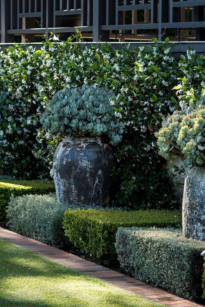 Manicured clumps of alternating coastal rosemary (*Westringia fruticosa* 'Smokey') and Japanese box (*Buxus microphylla* 'Japonica') create a stunning border to [this lush garden](https://www.homestolove.com.au/layered-formal-garden-stark-design-23765|target="_blank") on Sydney's upper North Shore. 