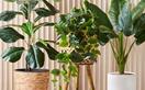 10 of the best pots and plant stands at Kmart