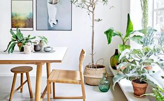 how to care for indoor plants in winter