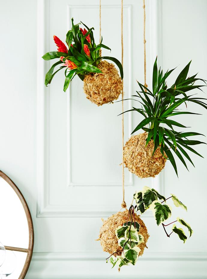 **Hanging plants:** Transform your home into a lush oasis and save precious floor space with [hanging plants](https://www.homestolove.com.au/the-best-indoor-hanging-plants-for-australian-homes-5001|target="_blank") like [easy-to-make Kokedama](https://www.homestolove.com.au/how-to-make-a-kokedama-5157|target="_blank"). To hang plants indoors you will require a hook anchored into your ceiling that is capable of withstanding the weight of your plant. Most plants are fairly lightweight, so you can usually get away with a self-driving plasterboard anchor and a threaded hook.