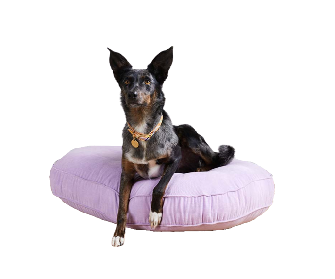 **[Jumbo Cord dog bed in Lilac, from $229, Nice Digs](https://www.nicedigs.com.au/|target="_blank"|Rel="nofollow")**<br>
Lilac is the colour of the moment and thanks to Nice Digs, your fluffy friend can be right on trend. **[SHOP NOW](https://www.nicedigs.com.au/|target="_blank"|Rel="nofollow")**