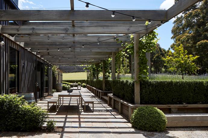 Grapevines climb up the pergolas and the terrace is defined by a hedge of orange jasmine (*Murraya paniculata*). Outdoor timber table and bench seats from Jati.