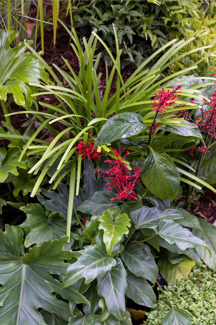 The palette of [tropical foliage plants](https://www.homestolove.com.au/australian-tropical-gardens-20105|target="_blank") included Philodendron' Xanadu', red-flowering fire spike (*Odontonema tubaeforme*) and *lomandra*.