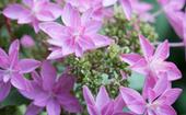 5 beautiful hydrangea varieties to grow in your garden