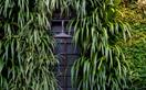 How to grow a green wall indoors and out
