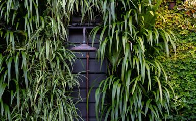 How to grow a green wall indoors and out