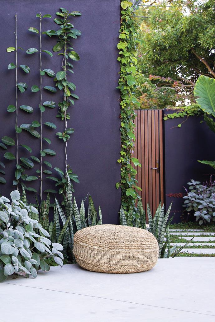 The rear is more pared back, with jasmine (*Stephanotis floribunda*) and Boston ivy (*Parthenocissus tricuspidata 'Veitchii'*) trailing up masonry. Silver shield (*Plectranthus argentatus*) and snake plant (*Sansevieria trifasciata green*) sit below. Wall in [Dulux](https://www.dulux.com.au/|target="_blank"|rel="nofollow") Black.
