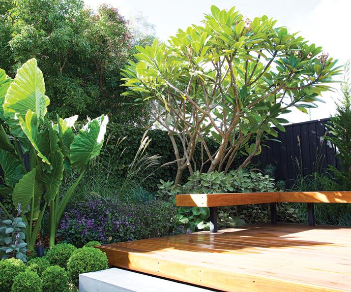 At the far rear of the property, Trish's special retreat is this spotted-gum bench seat on decking under a frangipani (*Plumeria acutifolia*), fringed by a giant taro plant (*Alocasia macrorrhiza*).
